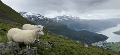 Sau Paa Utmarksbeite Loen Foto Vilde Haarsaker