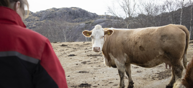 dyrevelferd ammeku kvinne bonde med dyra - Foto: Nora May Engeseth/NBS