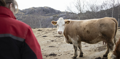 dyrevelferd ammeku kvinne bonde med dyra - Foto: Nora May Engeseth/NBS